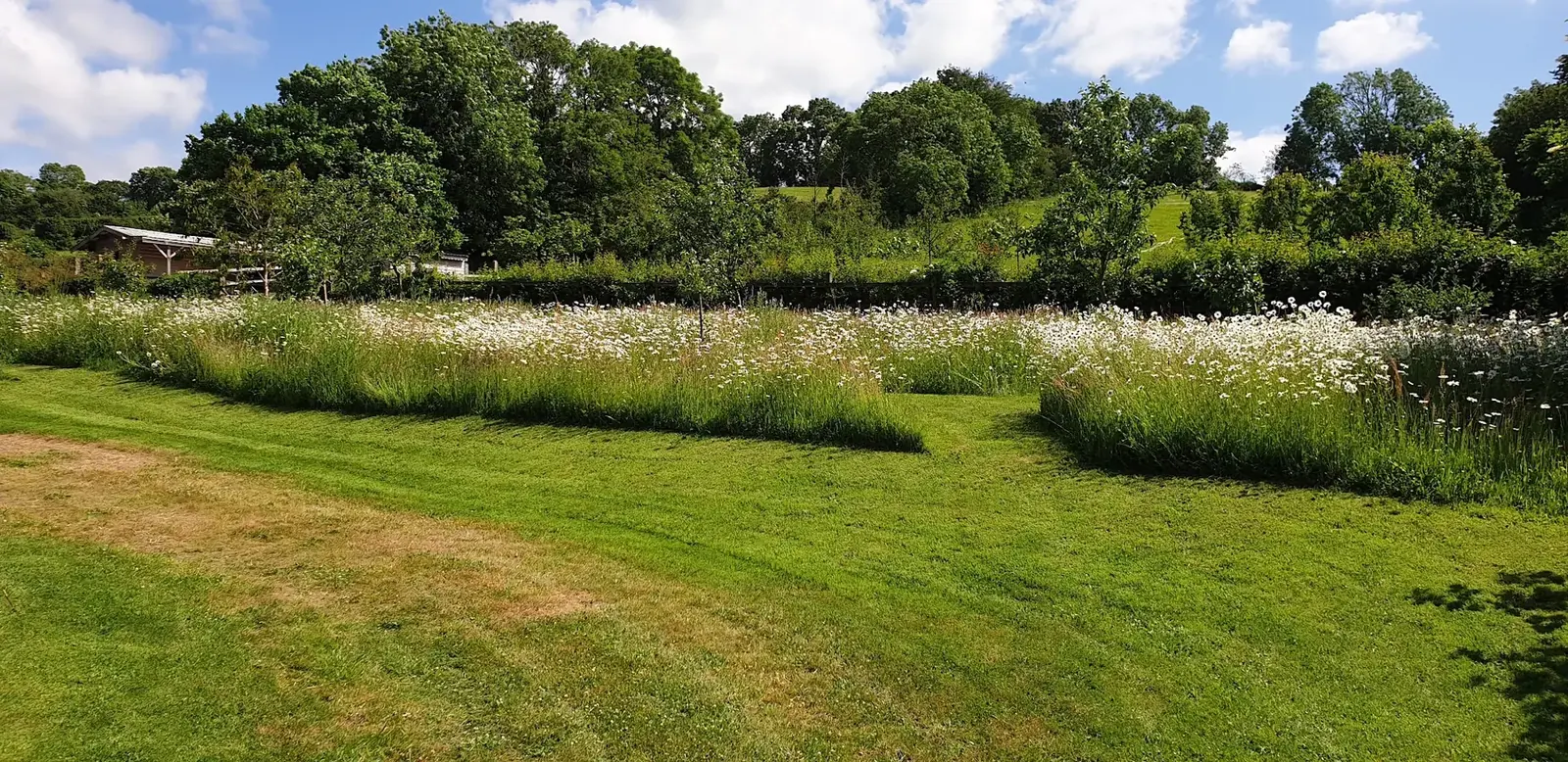 Wildflower meadow with flowering daisies and mown garden paths