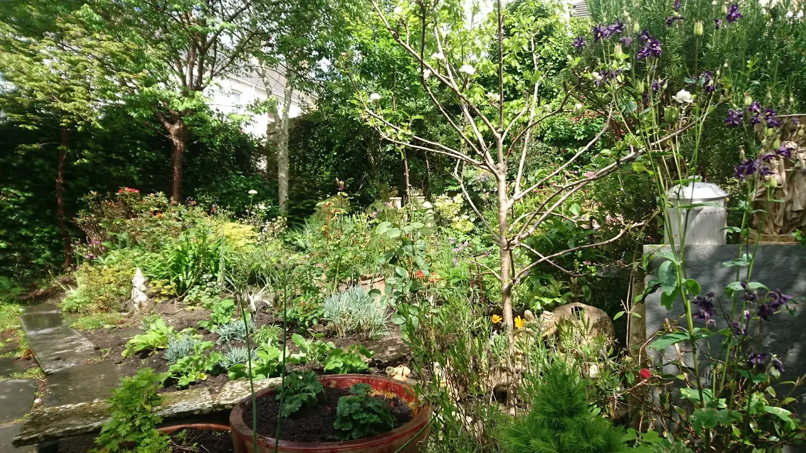 Woodland-style garden planting beneath established trees